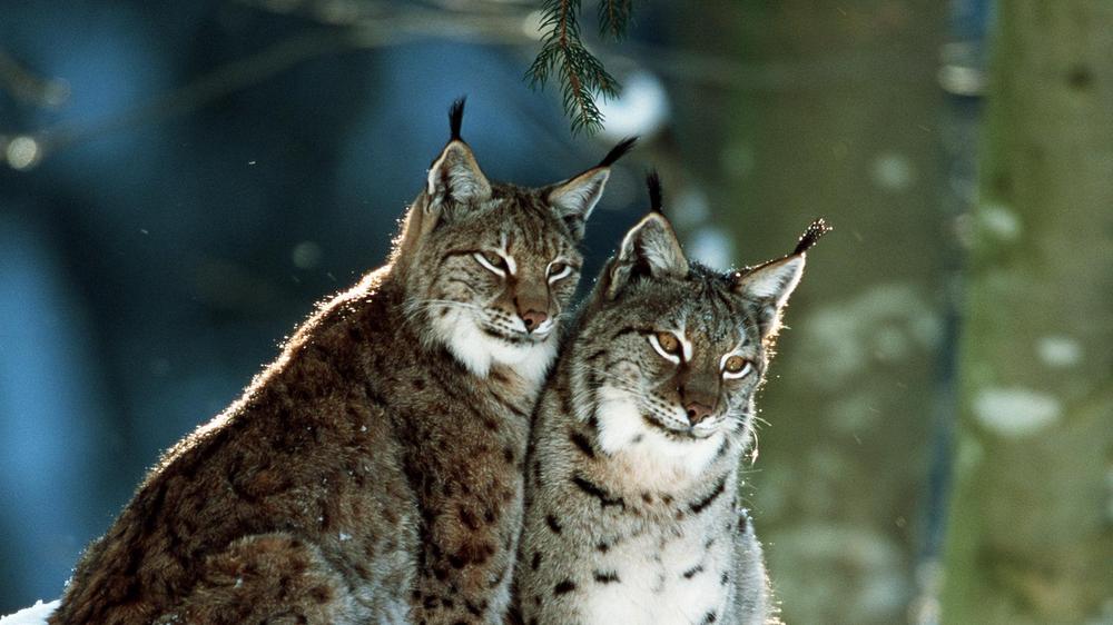 Rennen gegen die Zeit Luchse Die Letzten ihrer Art